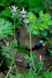 Fotografia da espécie Fumaria parviflora