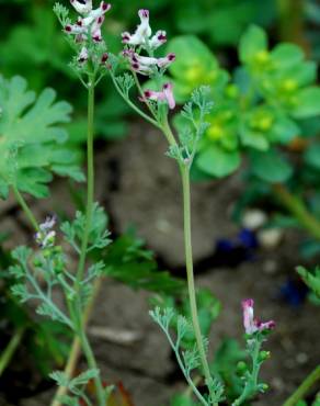 Fotografia 13 da espécie Fumaria parviflora no Jardim Botânico UTAD