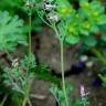 Fotografia 13 da espécie Fumaria parviflora do Jardim Botânico UTAD