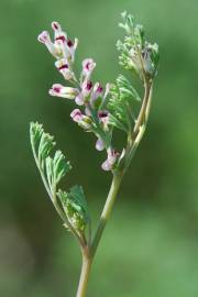 Fotografia da espécie Fumaria parviflora