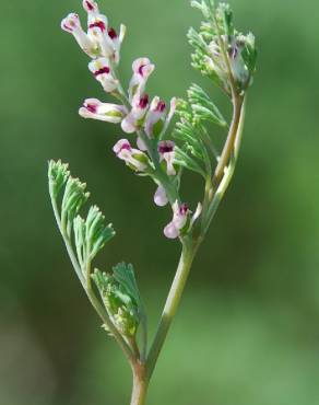 Fotografia 14 da espécie Fumaria parviflora no Jardim Botânico UTAD