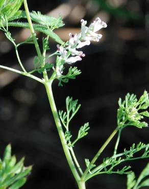 Fotografia 15 da espécie Fumaria parviflora no Jardim Botânico UTAD