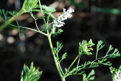 Fotografia da espécie Fumaria parviflora