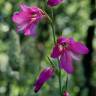 Fotografia 4 da espécie Gladiolus italicus do Jardim Botânico UTAD