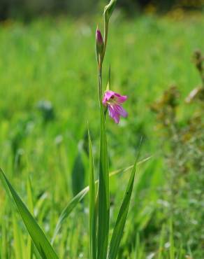 Fotografia 5 da espécie Gladiolus italicus no Jardim Botânico UTAD