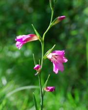 Fotografia da espécie Gladiolus italicus