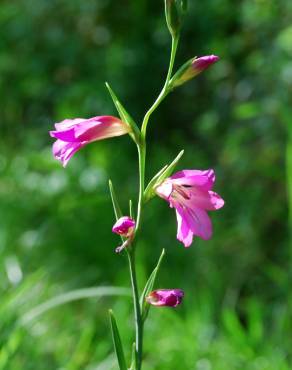 Fotografia 1 da espécie Gladiolus italicus no Jardim Botânico UTAD