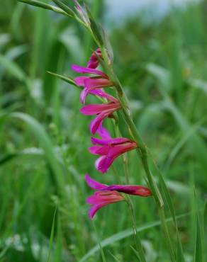 Fotografia 7 da espécie Gladiolus italicus no Jardim Botânico UTAD