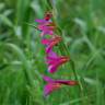 Fotografia 7 da espécie Gladiolus italicus do Jardim Botânico UTAD