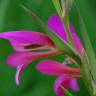 Fotografia 8 da espécie Gladiolus italicus do Jardim Botânico UTAD
