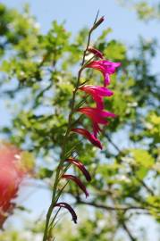 Fotografia da espécie Gladiolus italicus