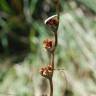 Fotografia 10 da espécie Gladiolus italicus do Jardim Botânico UTAD