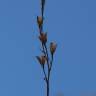 Fotografia 12 da espécie Gladiolus italicus do Jardim Botânico UTAD