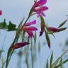 Fotografia 13 da espécie Gladiolus italicus do Jardim Botânico UTAD