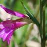 Fotografia 15 da espécie Gladiolus italicus do Jardim Botânico UTAD