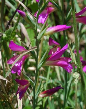 Fotografia 16 da espécie Gladiolus italicus no Jardim Botânico UTAD