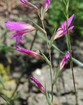 Fotografia 17 da espécie Gladiolus italicus no Jardim Botânico UTAD