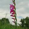 Fotografia 18 da espécie Gladiolus italicus do Jardim Botânico UTAD