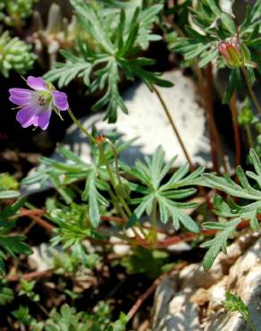 Fotografia 6 da espécie Geranium columbinum no Jardim Botânico UTAD