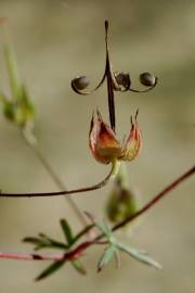 Fotografia da espécie Geranium columbinum