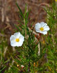 Cistus libanotis