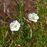 Fotografia 1 da espécie Cistus libanotis do Jardim Botânico UTAD