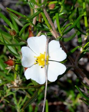 Fotografia 3 da espécie Cistus libanotis no Jardim Botânico UTAD