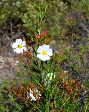 Fotografia 7 da espécie Cistus libanotis no Jardim Botânico UTAD