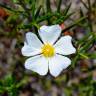 Fotografia 8 da espécie Cistus libanotis do Jardim Botânico UTAD