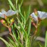 Fotografia 10 da espécie Cistus libanotis do Jardim Botânico UTAD