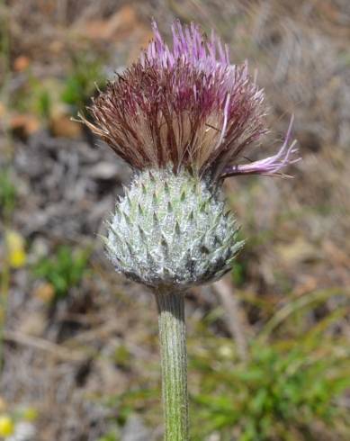 Fotografia de capa Cirsium filipendulum - do Jardim Botânico