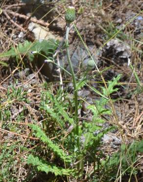 Fotografia 3 da espécie Cirsium filipendulum no Jardim Botânico UTAD