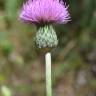 Fotografia 5 da espécie Cirsium filipendulum do Jardim Botânico UTAD