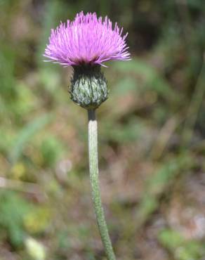 Fotografia 9 da espécie Cirsium filipendulum no Jardim Botânico UTAD