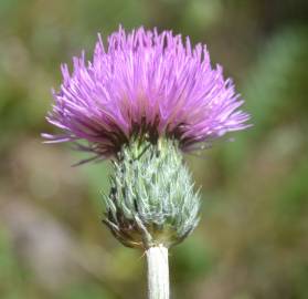 Fotografia da espécie Cirsium filipendulum