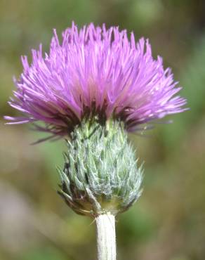 Fotografia 10 da espécie Cirsium filipendulum no Jardim Botânico UTAD