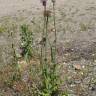 Fotografia 11 da espécie Cirsium filipendulum do Jardim Botânico UTAD