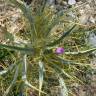 Fotografia 1 da espécie Cirsium acarna do Jardim Botânico UTAD