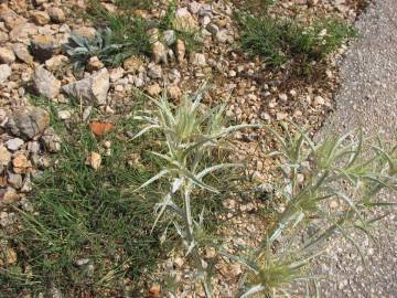 Fotografia da espécie Cirsium acarna