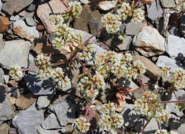 Fotografia da espécie Chaetonychia cymosa