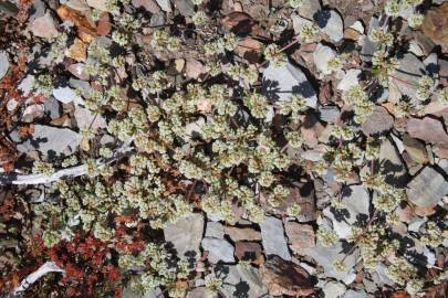 Fotografia da espécie Chaetonychia cymosa