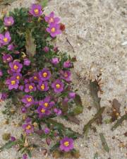 Fotografia da espécie Centaurium chloodes