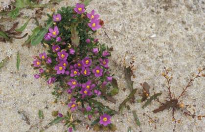 Fotografia da espécie Centaurium chloodes