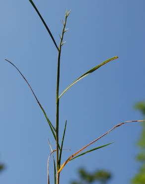 Fotografia 1 da espécie Hainardia cylindrica no Jardim Botânico UTAD