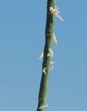 Fotografia 5 da espécie Hainardia cylindrica no Jardim Botânico UTAD