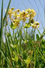 Fotografia da espécie Hypericum perfoliatum