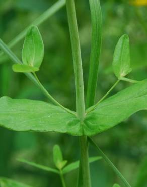 Fotografia 5 da espécie Hypericum perfoliatum no Jardim Botânico UTAD