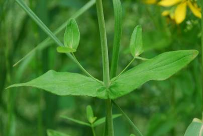 Fotografia da espécie Hypericum perfoliatum