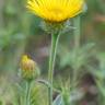 Fotografia 6 da espécie Inula montana do Jardim Botânico UTAD