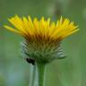 Fotografia 7 da espécie Inula montana do Jardim Botânico UTAD